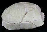 Fossil Tortoise (Stylemys) - Wyoming #22793-5